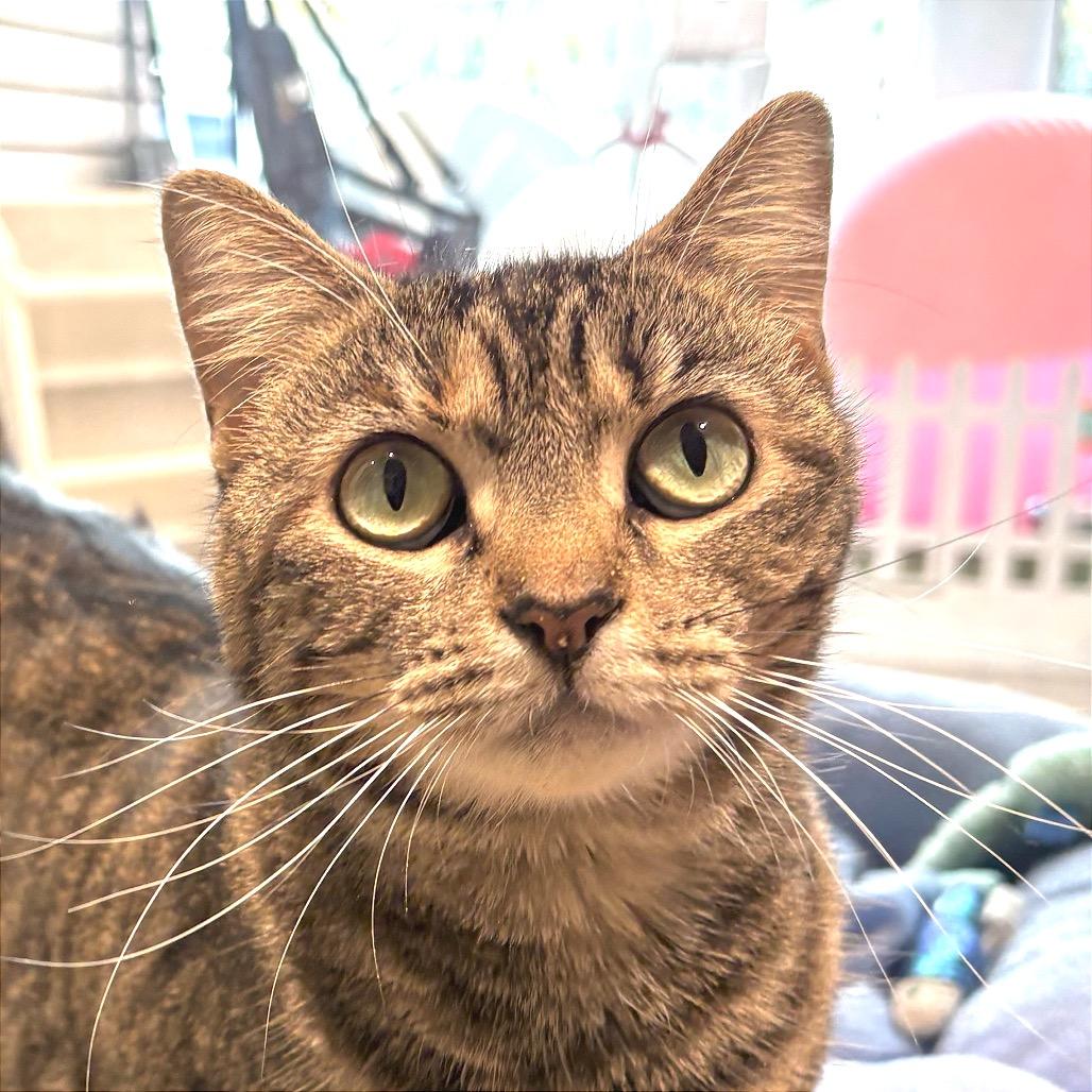 Enlarge Kraken, a Adoptable Domestic Short Hair in Sarasota, FL image 3/5