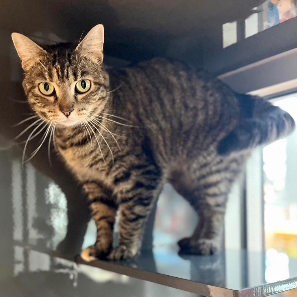 Enlarge Kraken, a Adoptable Domestic Short Hair in Sarasota, FL image 4/5