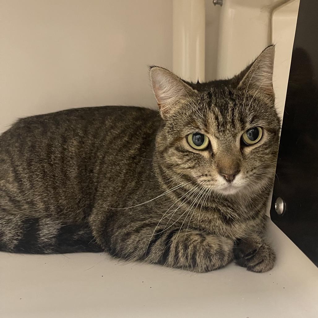 Enlarge Kraken, a Adoptable Domestic Short Hair in Sarasota, FL image 5/5