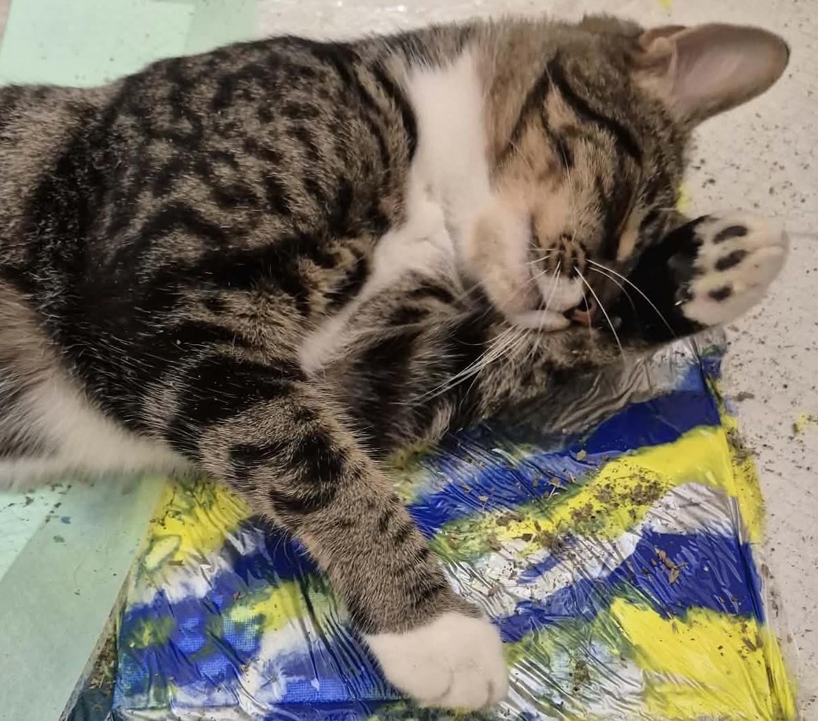 Enlarge Walnut, a Adoptable mixed breed in Ocean Springs, MS image 5/6