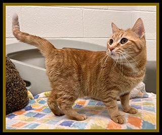 Enlarge TIFFANY, a Adoptable Domestic Short Hair in Peoria, IL image 1/1