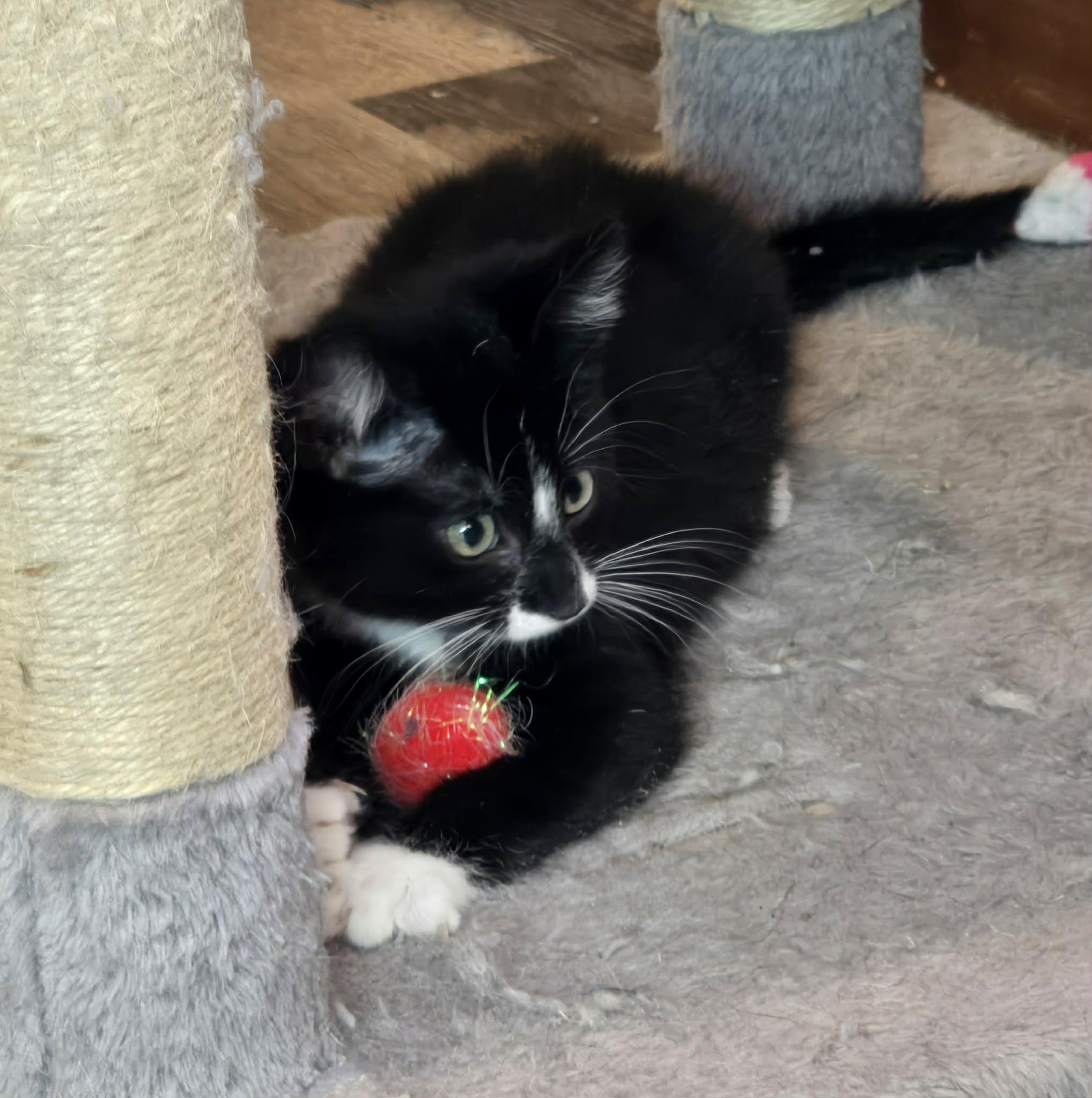 Enlarge Getta, an adopted Domestic Short Hair in Sioux Falls, SD image 2/4