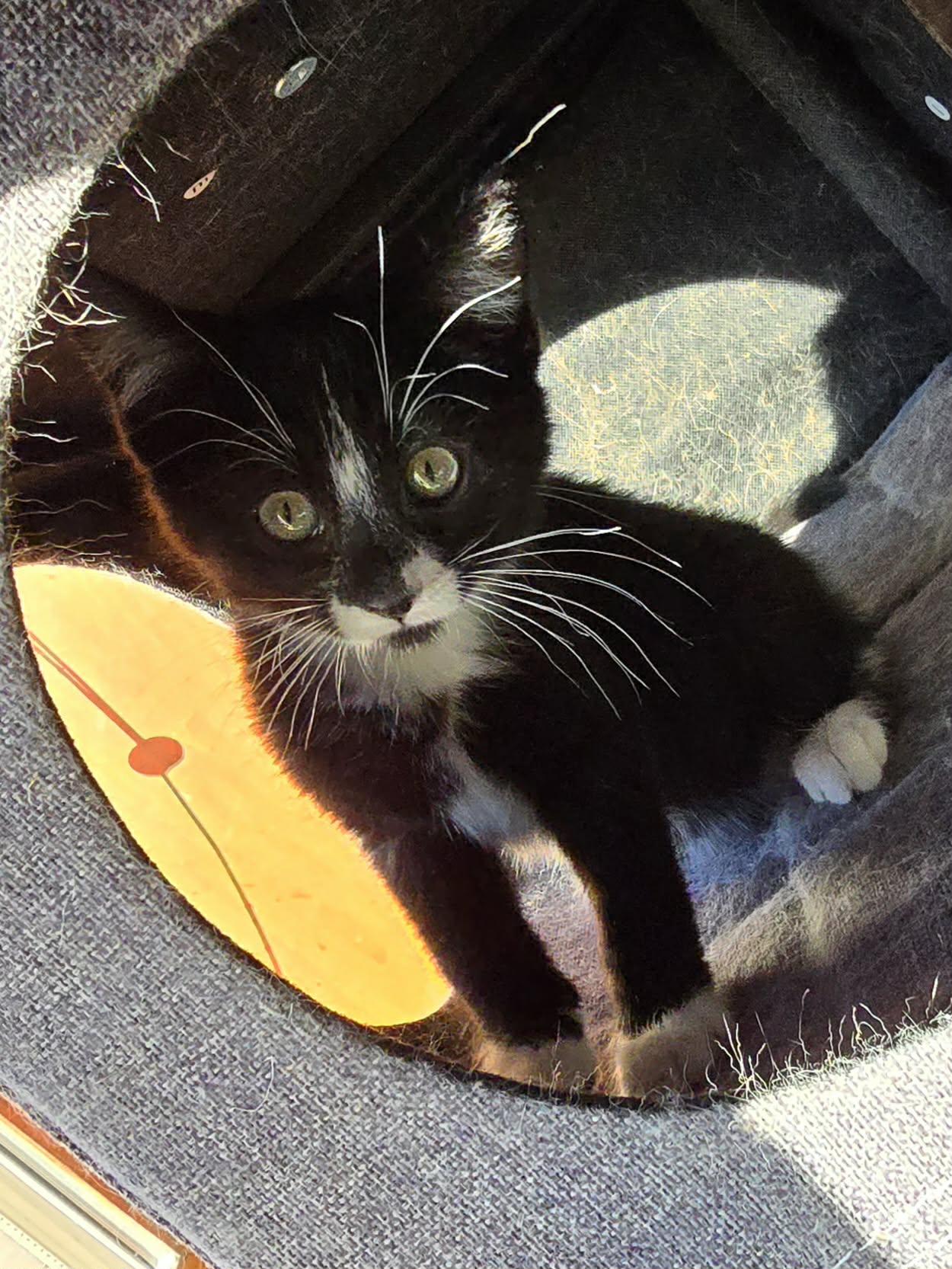 Getta, adopted, Kitten Female Domestic Short Hair.