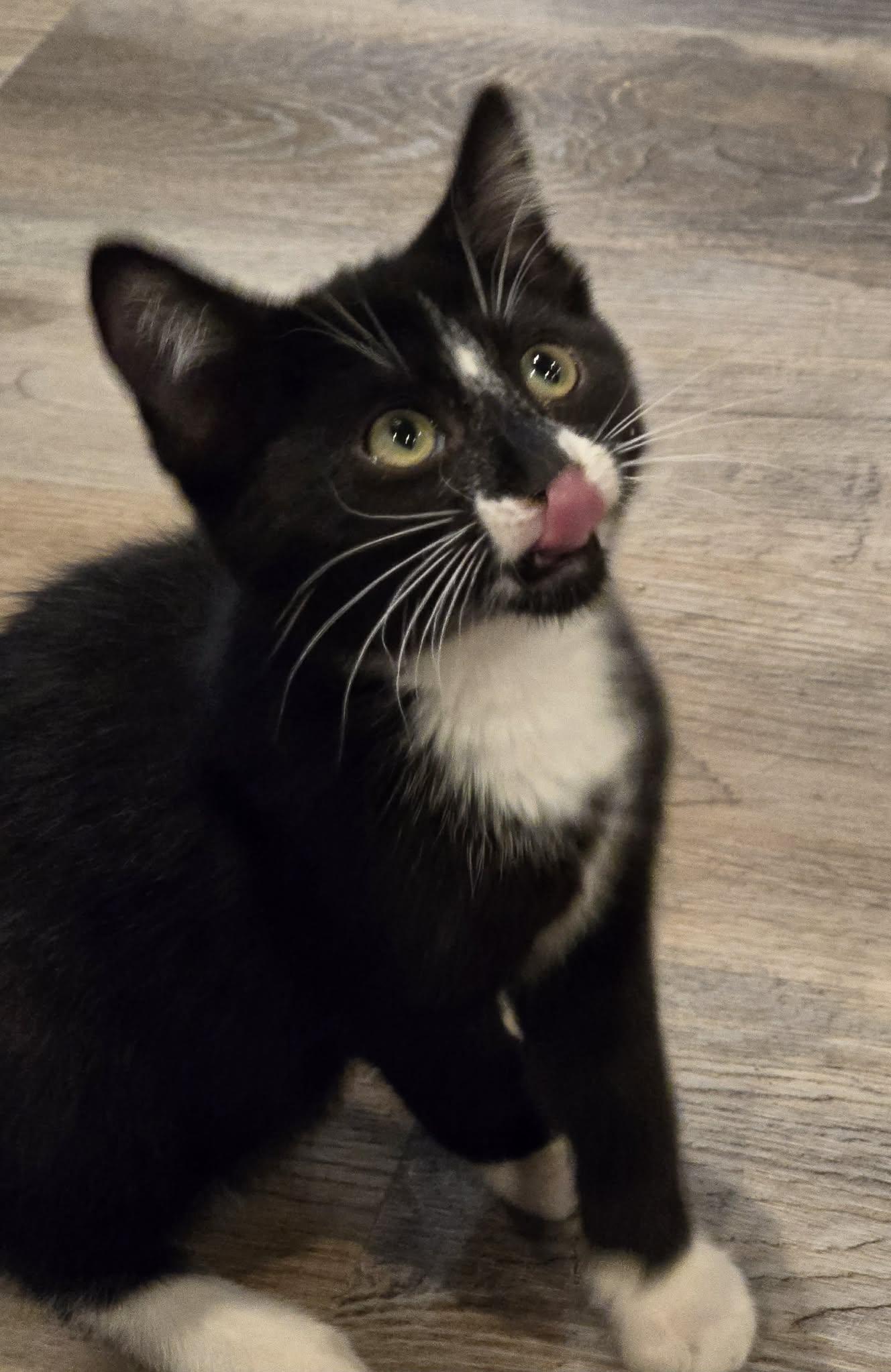 Enlarge Getta, an adopted Domestic Short Hair in Sioux Falls, SD image 4/4