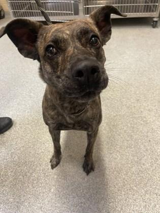 Enlarge Bella, a Adoptable mixed breed in Reidsville, NC image 1/1