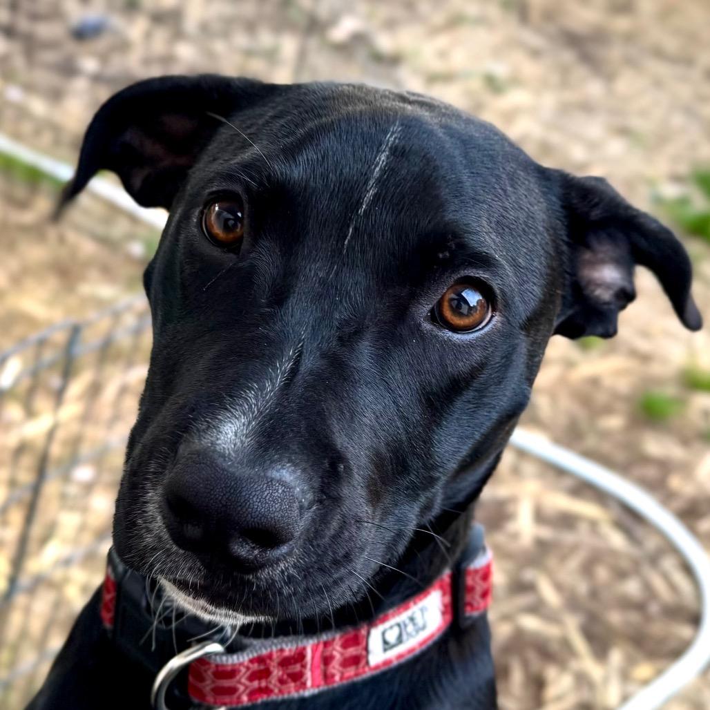 Eli, Adoptable, Young Male Mixed Breed & Mixed Breed.