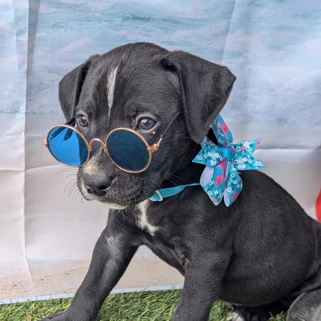 Enlarge Eli, a Adoptable mixed breed in Redwood Valley, CA image 2/6