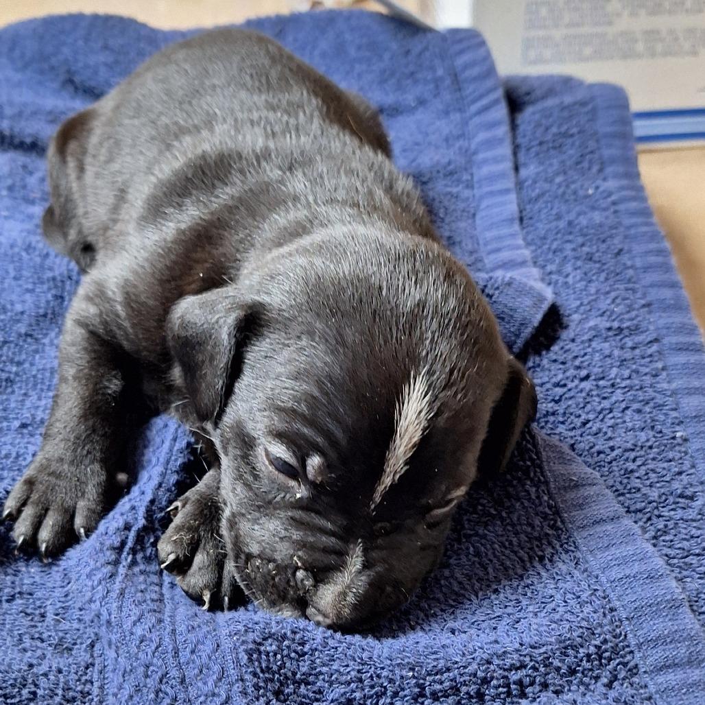 Enlarge Eli, a Adoptable mixed breed in Redwood Valley, CA image 3/6