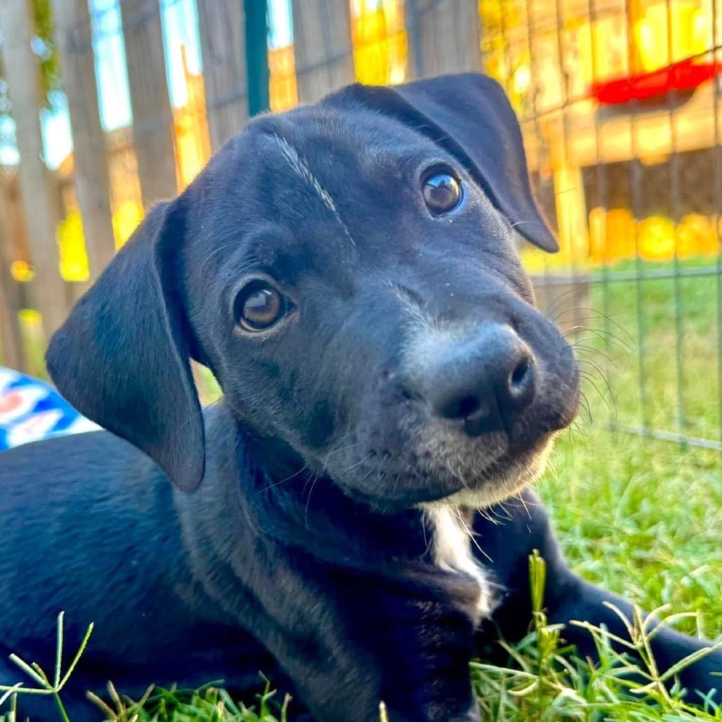Enlarge Eli, a Adoptable mixed breed in Redwood Valley, CA image 5/6