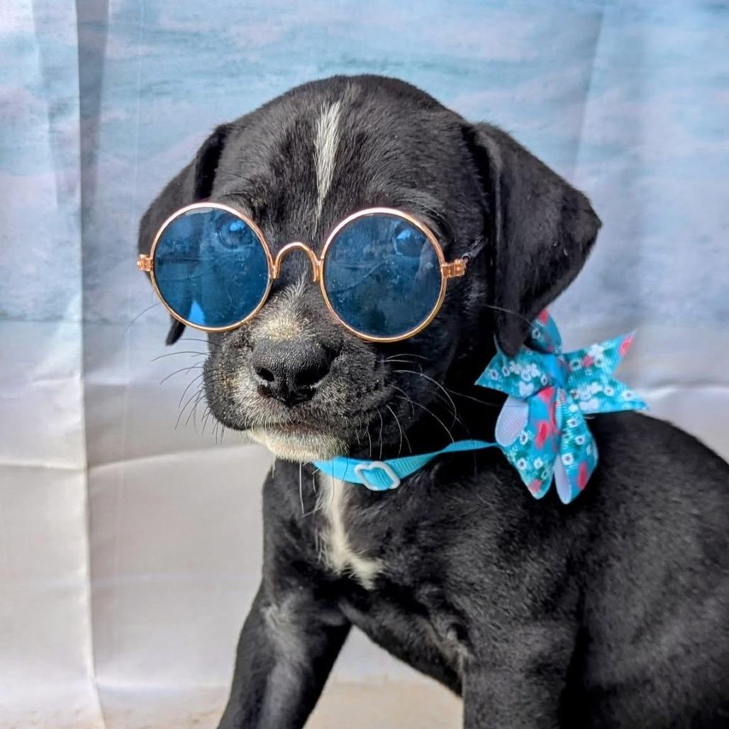 Enlarge Eli, a Adoptable mixed breed in Redwood Valley, CA image 6/6