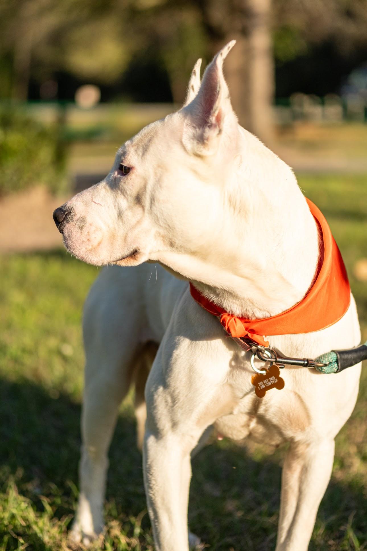 Winnie, an adopted mixed breed in Humble, TX image 2/6
