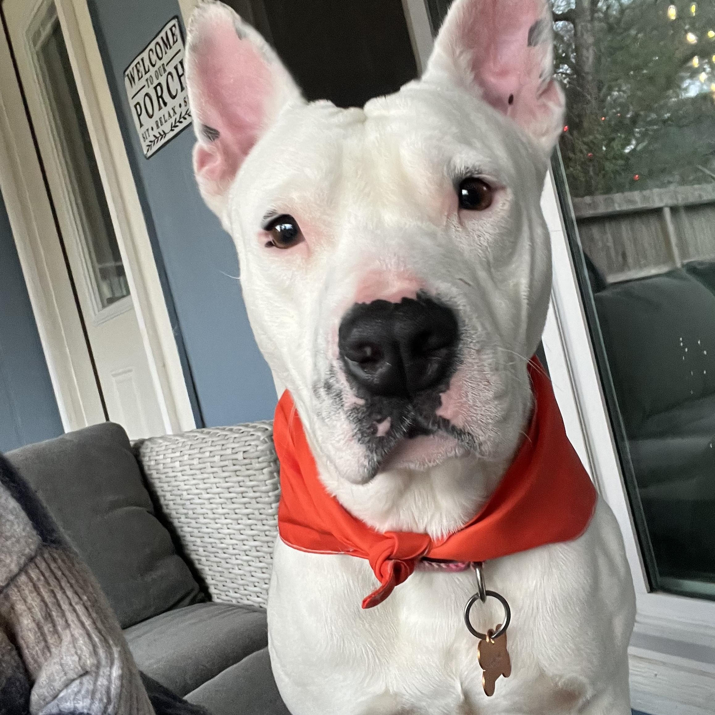 Winnie, an adopted mixed breed in Humble, TX image 3/6