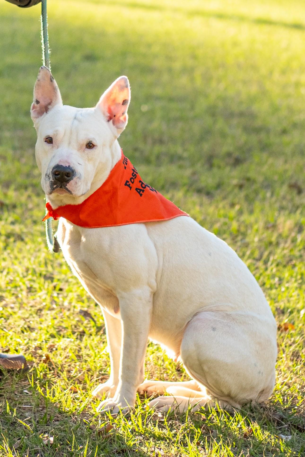 Winnie, adopted, Adult Female Bull Terrier.