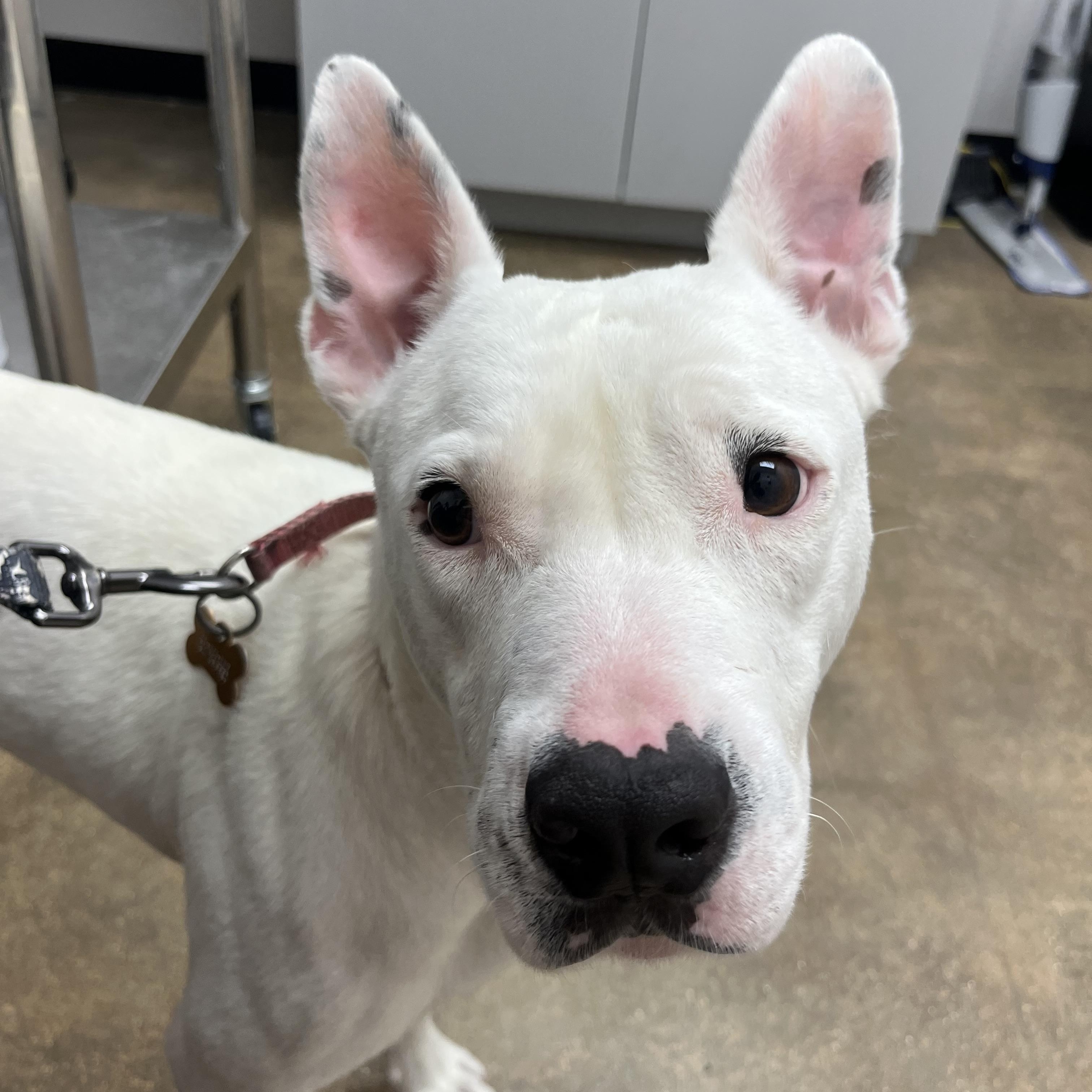 Winnie, an adopted mixed breed in Humble, TX image 4/6
