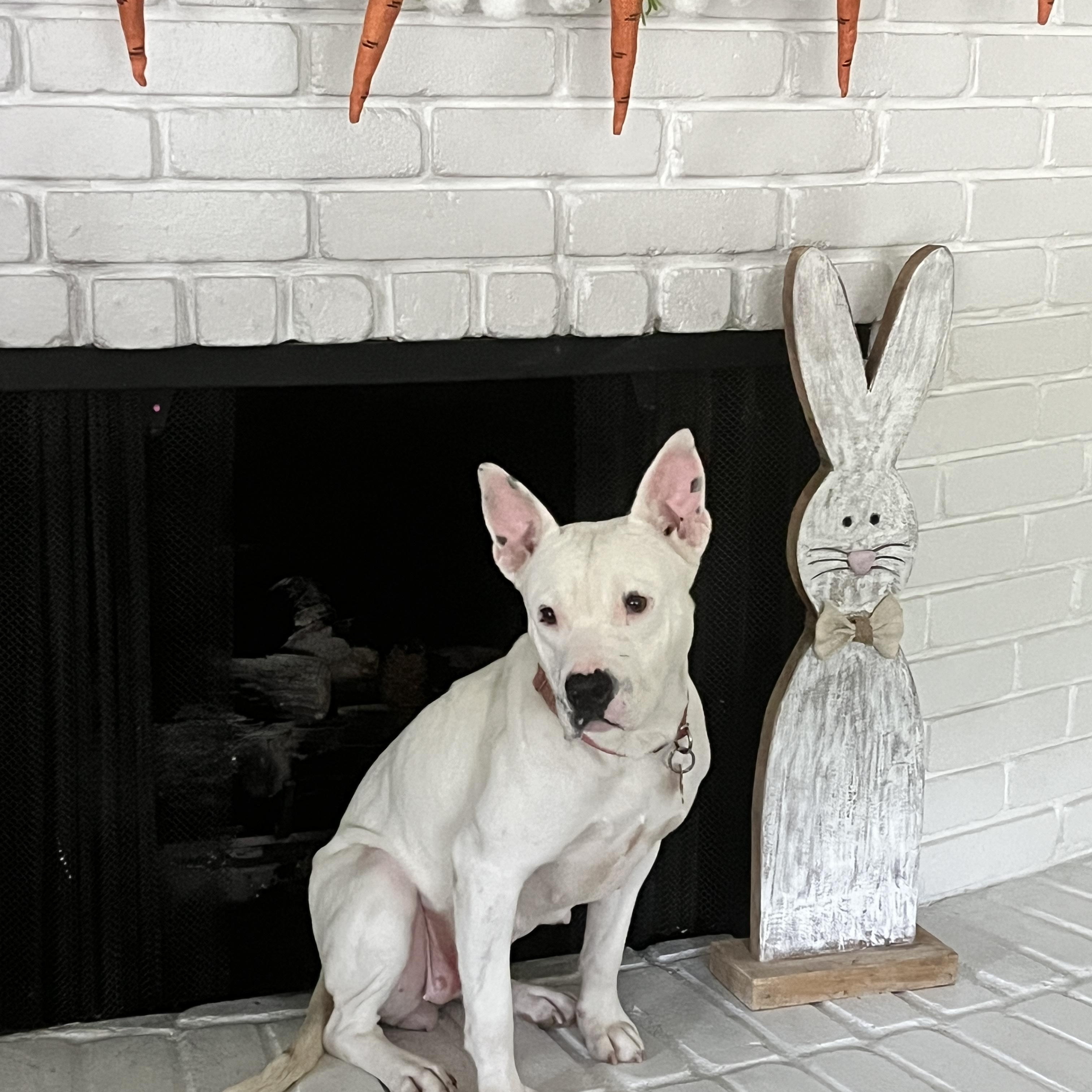 Winnie, an adopted mixed breed in Humble, TX image 5/6