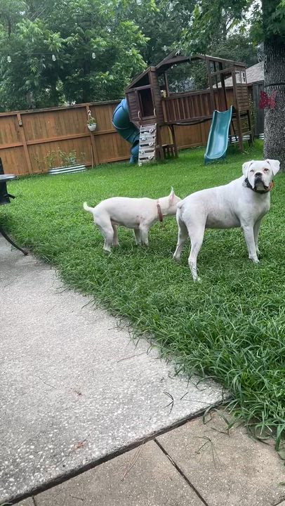 Enlarge Winnie, an adopted mixed breed in Humble, TX video 6/6