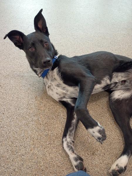 Boston, Adoptable, Young Male Border Collie & Labrador Retriever.
