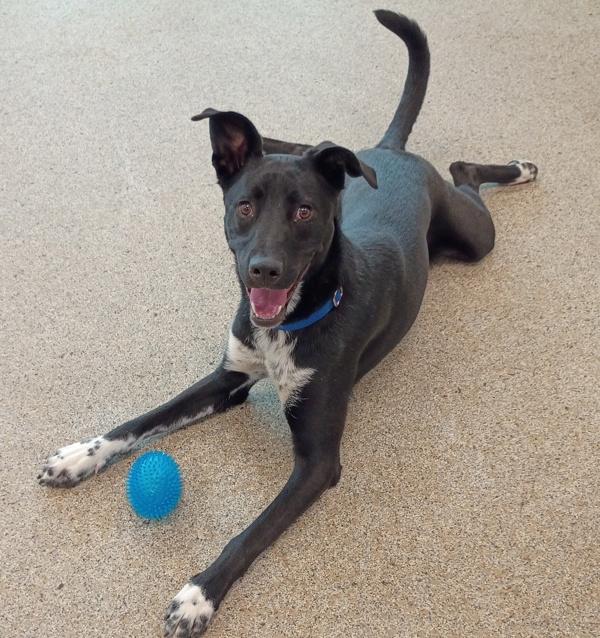 Boston, a Adoptable mixed breed in Golden, CO image 2/5