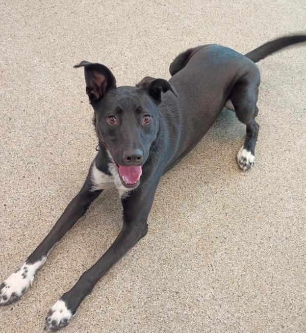 Boston, a Adoptable mixed breed in Golden, CO image 3/5