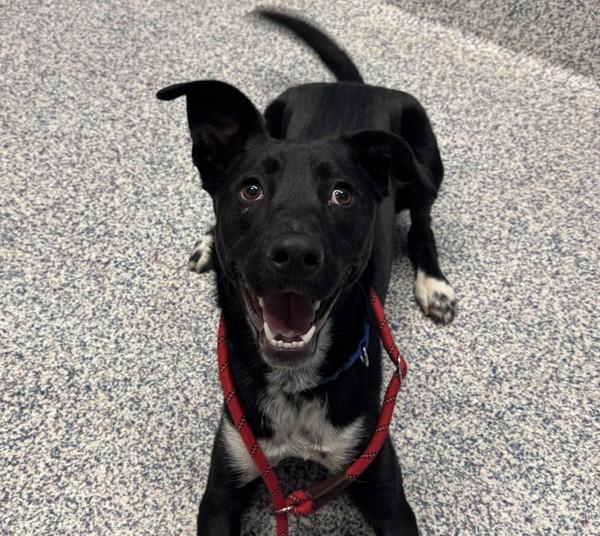 Boston, a Adoptable mixed breed in Golden, CO image 4/5