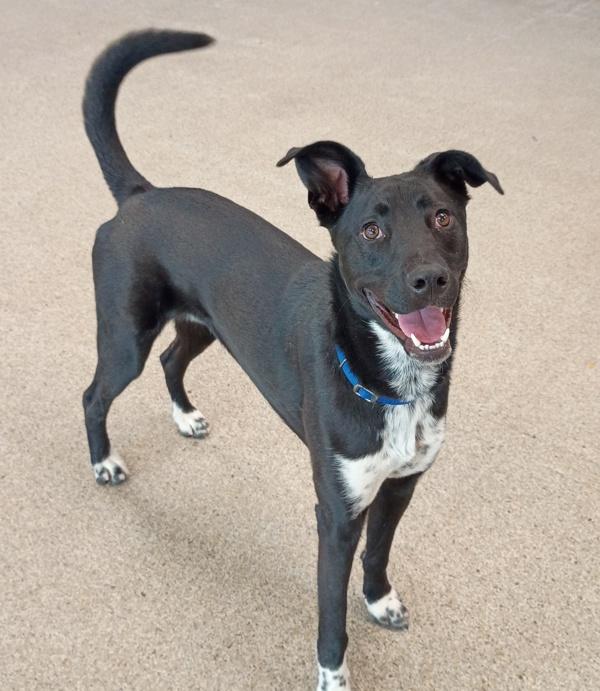 Boston, a Adoptable mixed breed in Golden, CO image 5/5