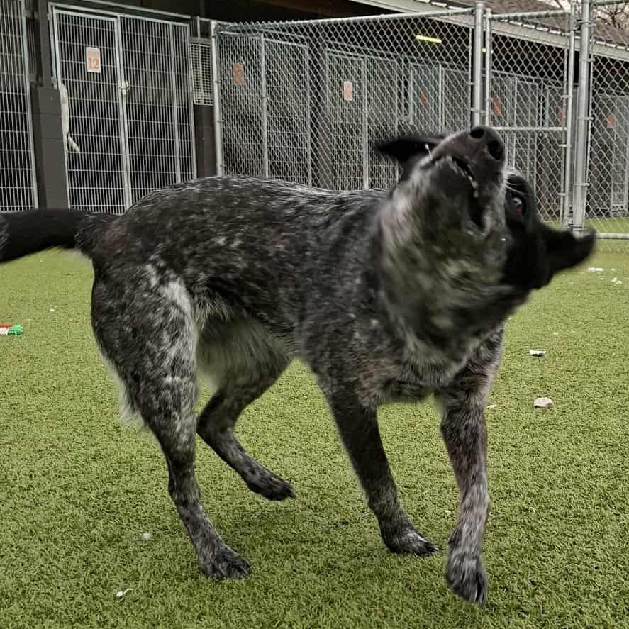 Bluebell, Adoptable, Adult Female Australian Cattle Dog / Blue Heeler.
