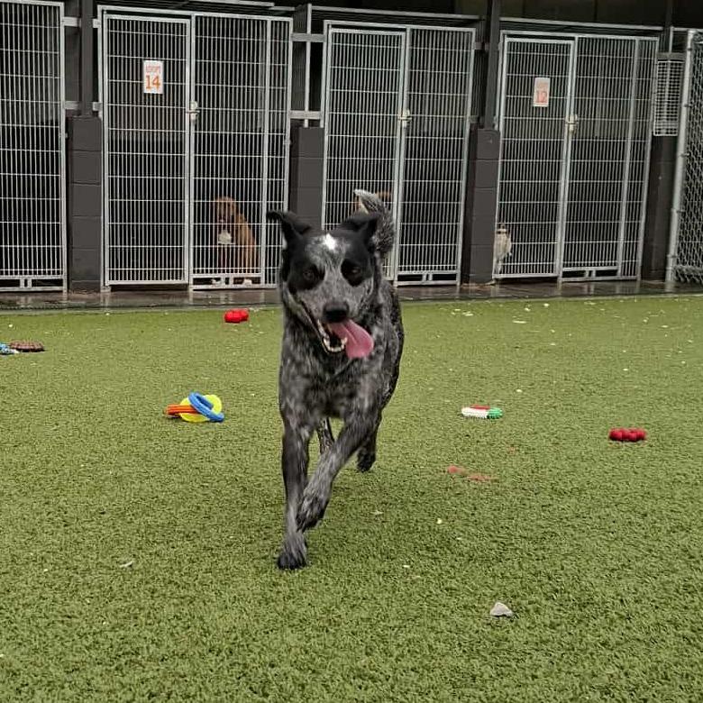 Enlarge Bluebell, a Adoptable Australian Cattle Dog / Blue Heeler in Hannibal, MO image 2/4