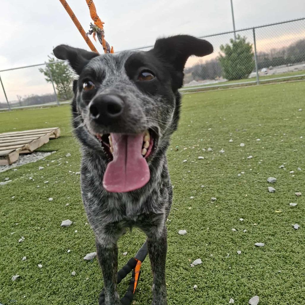 Enlarge Bluebell, a Adoptable Australian Cattle Dog / Blue Heeler in Hannibal, MO image 3/4