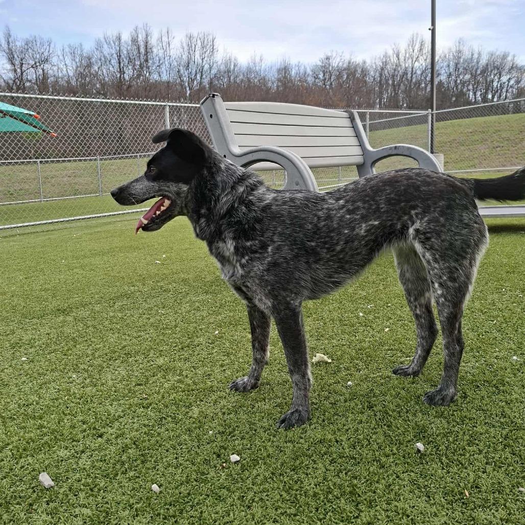 Enlarge Bluebell, a Adoptable Australian Cattle Dog / Blue Heeler in Hannibal, MO image 4/4