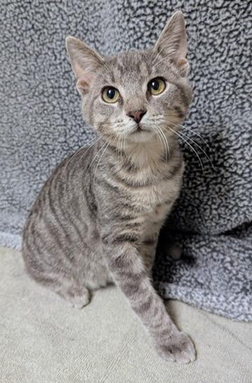 Enlarge Alby, a Adoptable Domestic Short Hair in Little Falls, MN image 6/6