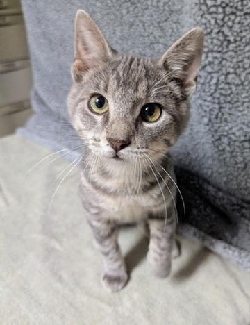 Enlarge Alby, a Adoptable Domestic Short Hair in Little Falls, MN image 4/6