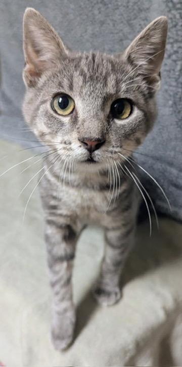Enlarge Alby, a Adoptable Domestic Short Hair in Little Falls, MN image 2/6