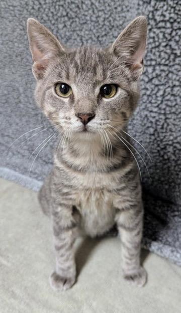 Enlarge Alby, a Adoptable Domestic Short Hair in Little Falls, MN image 5/6