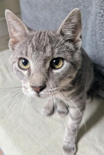 Enlarge Alby, a Adoptable Domestic Short Hair in Little Falls, MN image 3/6