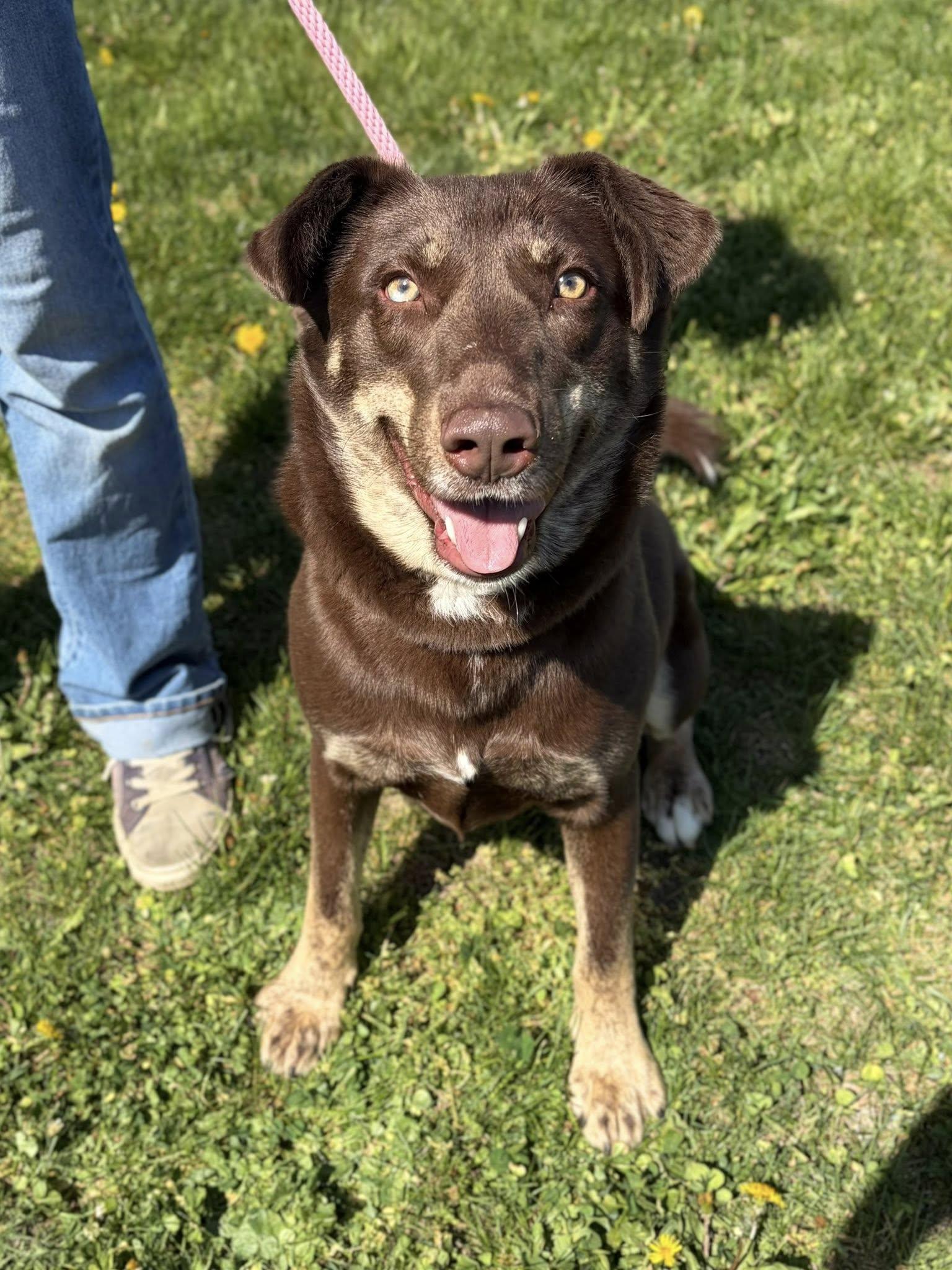 Enlarge Toffee, a ADOPTABLE mixed breed in Winchester, VA image 2/6