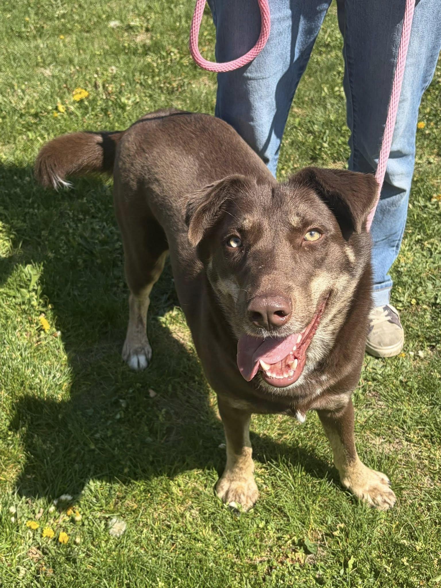 Enlarge Toffee, a ADOPTABLE mixed breed in Winchester, VA image 6/6