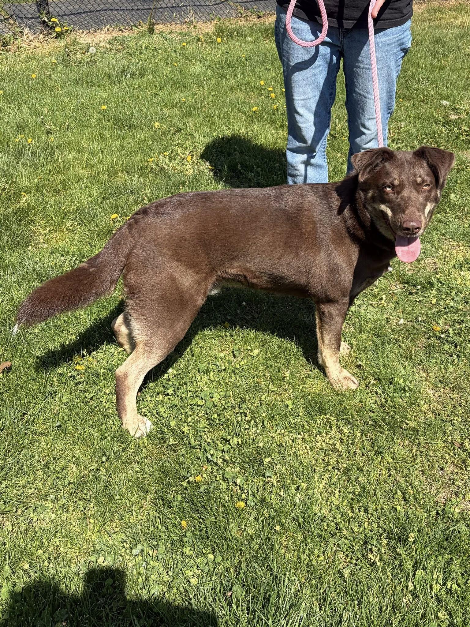 Enlarge Toffee, a ADOPTABLE mixed breed in Winchester, VA image 5/6