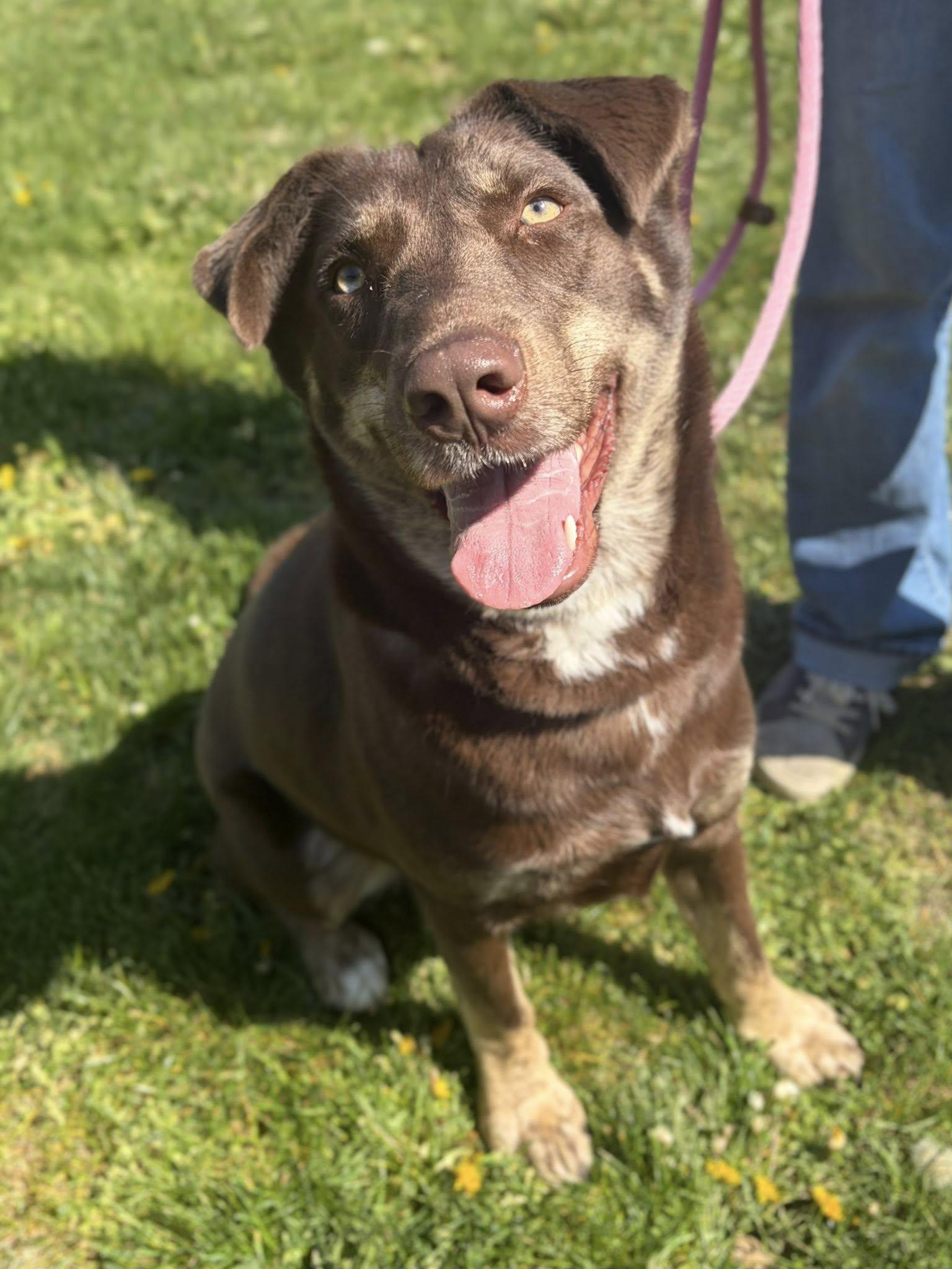 Toffee, ADOPTABLE, Adult Male Husky & Labrador Retriever.