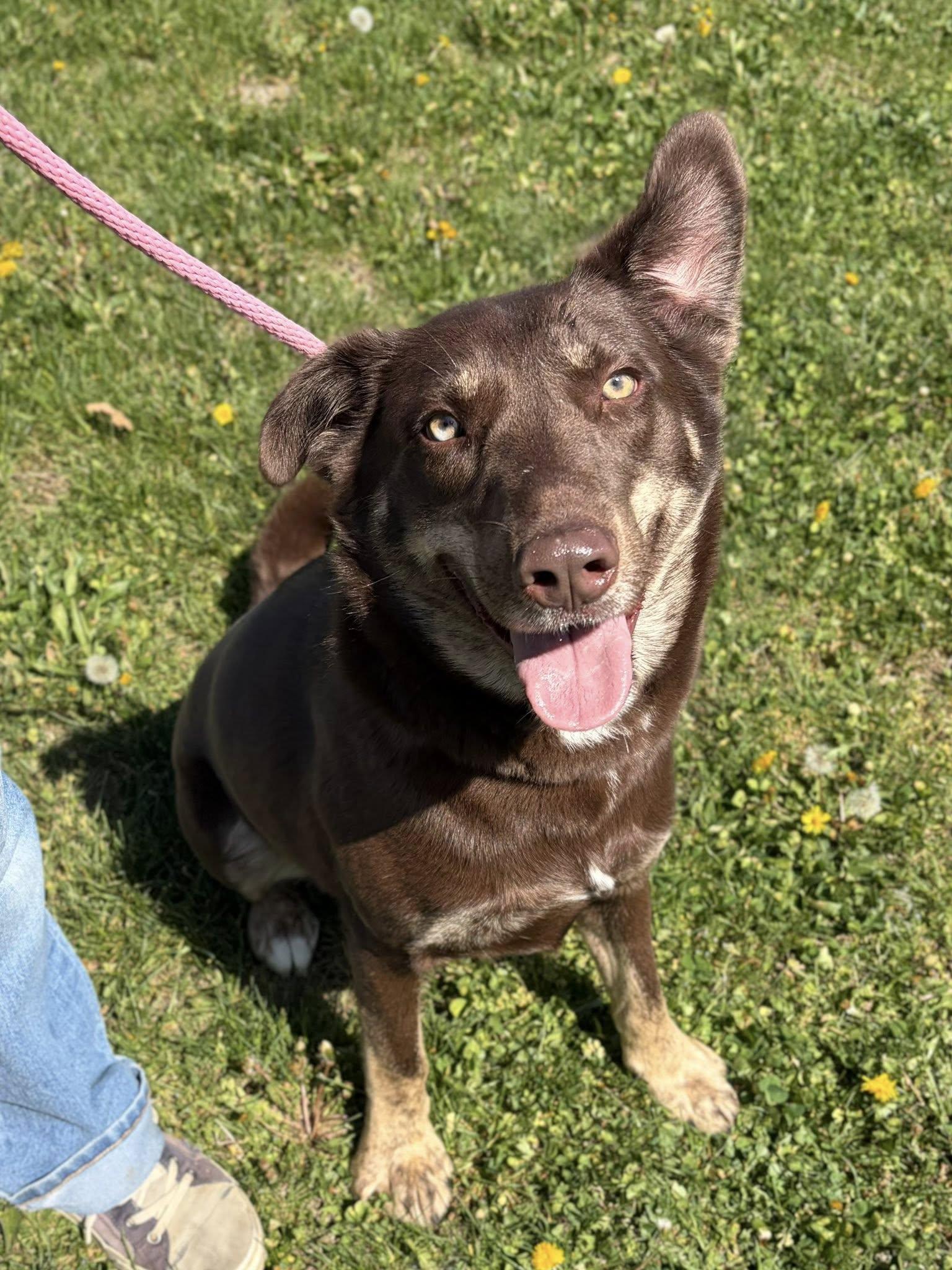Enlarge Toffee, a ADOPTABLE mixed breed in Winchester, VA image 4/6
