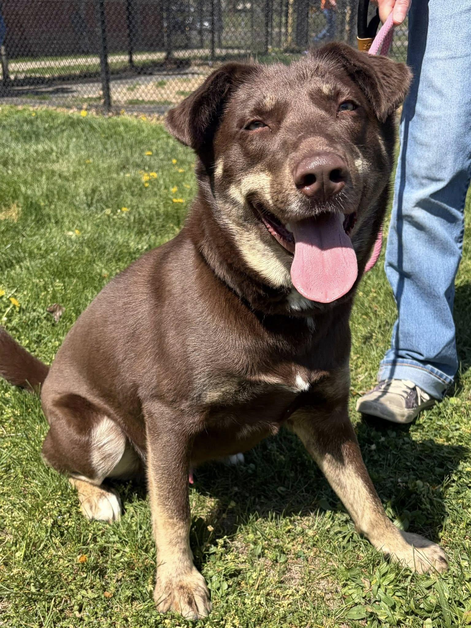 Enlarge Toffee, a ADOPTABLE mixed breed in Winchester, VA image 3/6
