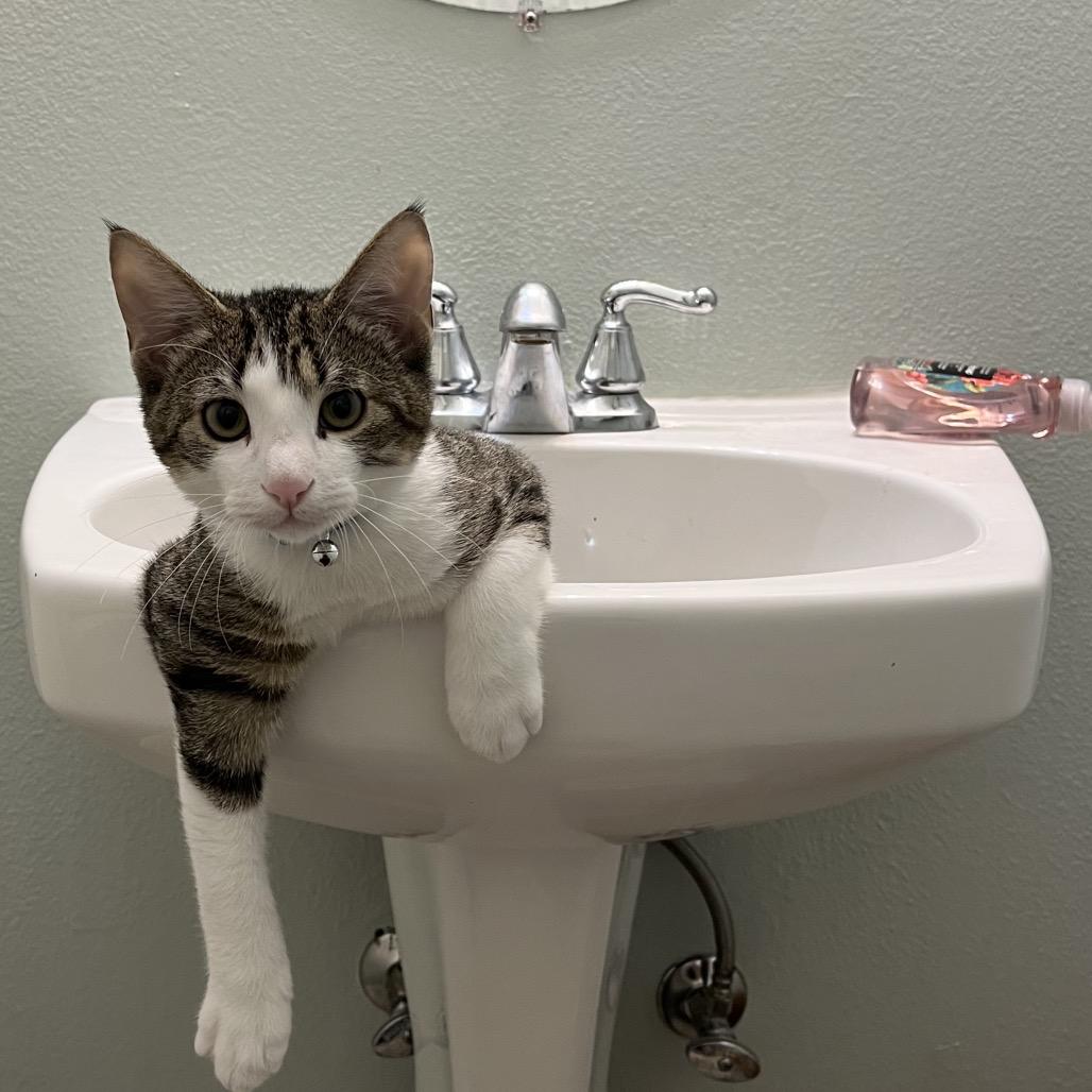 Enlarge Wizard, a Adoptable Domestic Short Hair in North Port, FL image 1/6