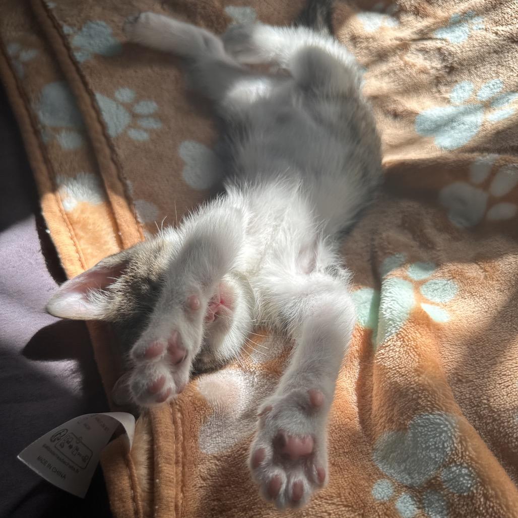 Wizard, Adoptable, Kitten Male Domestic Short Hair.