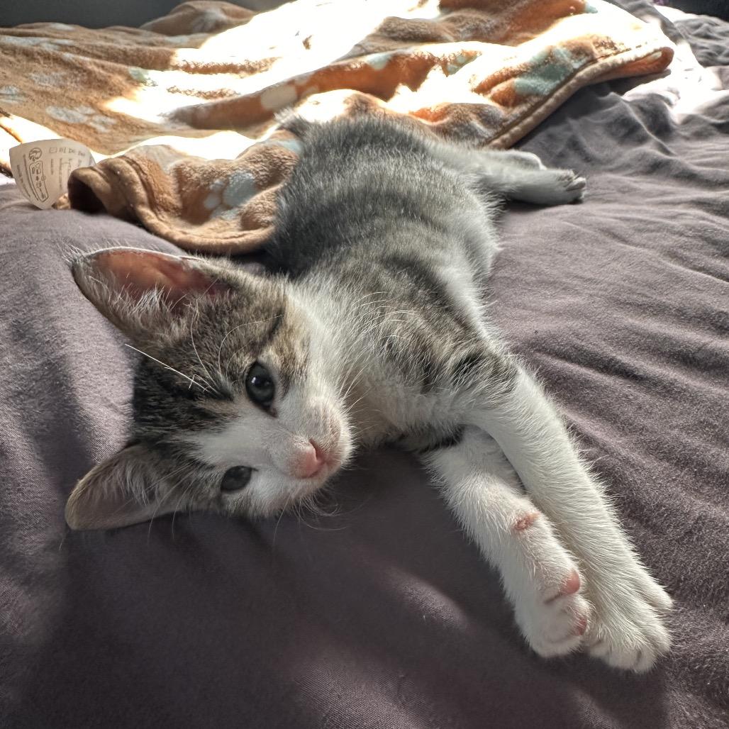 Enlarge Wizard, a Adoptable Domestic Short Hair in North Port, FL image 2/6