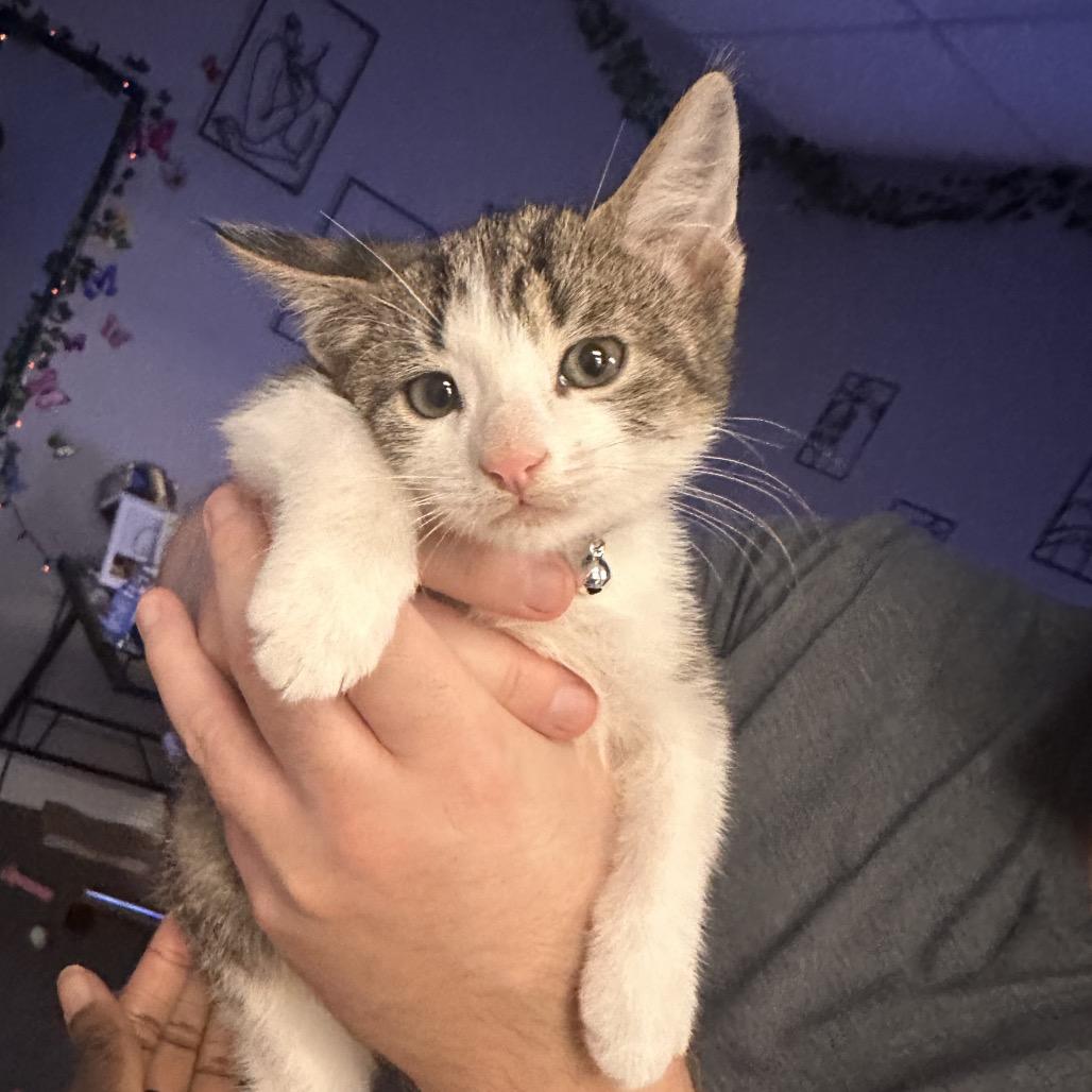 Enlarge Wizard, a Adoptable Domestic Short Hair in North Port, FL image 3/6