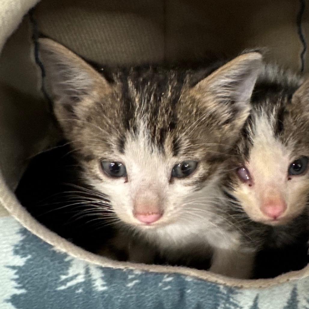 Enlarge Wizard, a Adoptable Domestic Short Hair in North Port, FL image 4/6