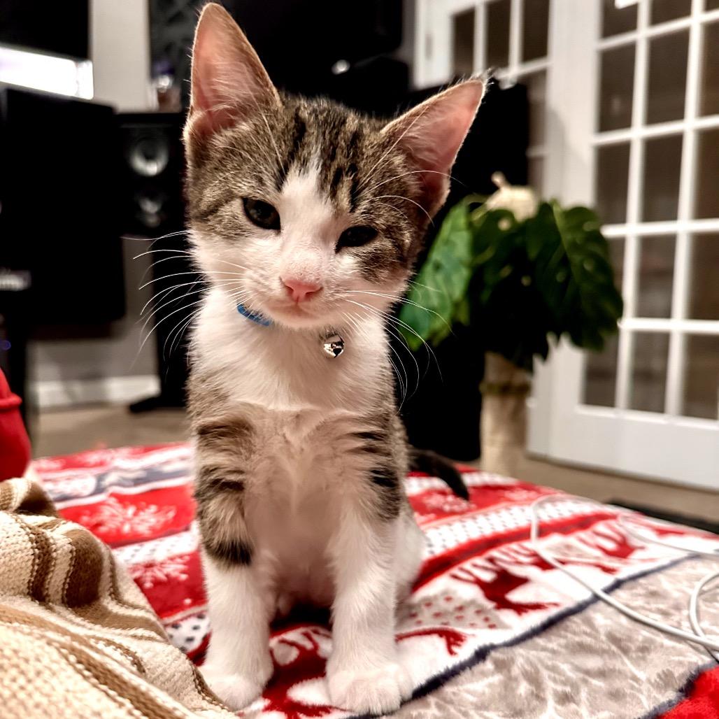 Enlarge Wizard, a Adoptable Domestic Short Hair in North Port, FL image 6/6