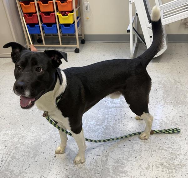 Enlarge Bentley, a Adoptable mixed breed in Salt Lake City, UT image 1/1