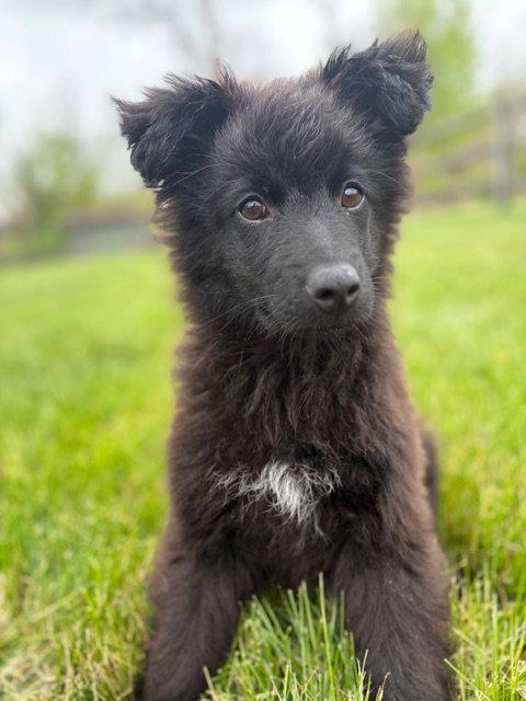 Enlarge Walter, a Adoptable mixed breed in Doylestown, PA image 1/3