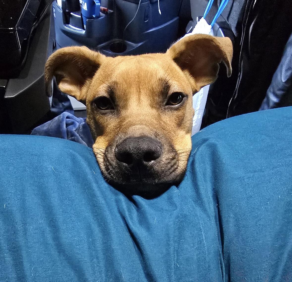 Ranger, a Adoptable Black Mouth Cur in Tallahassee, FL image 6/6