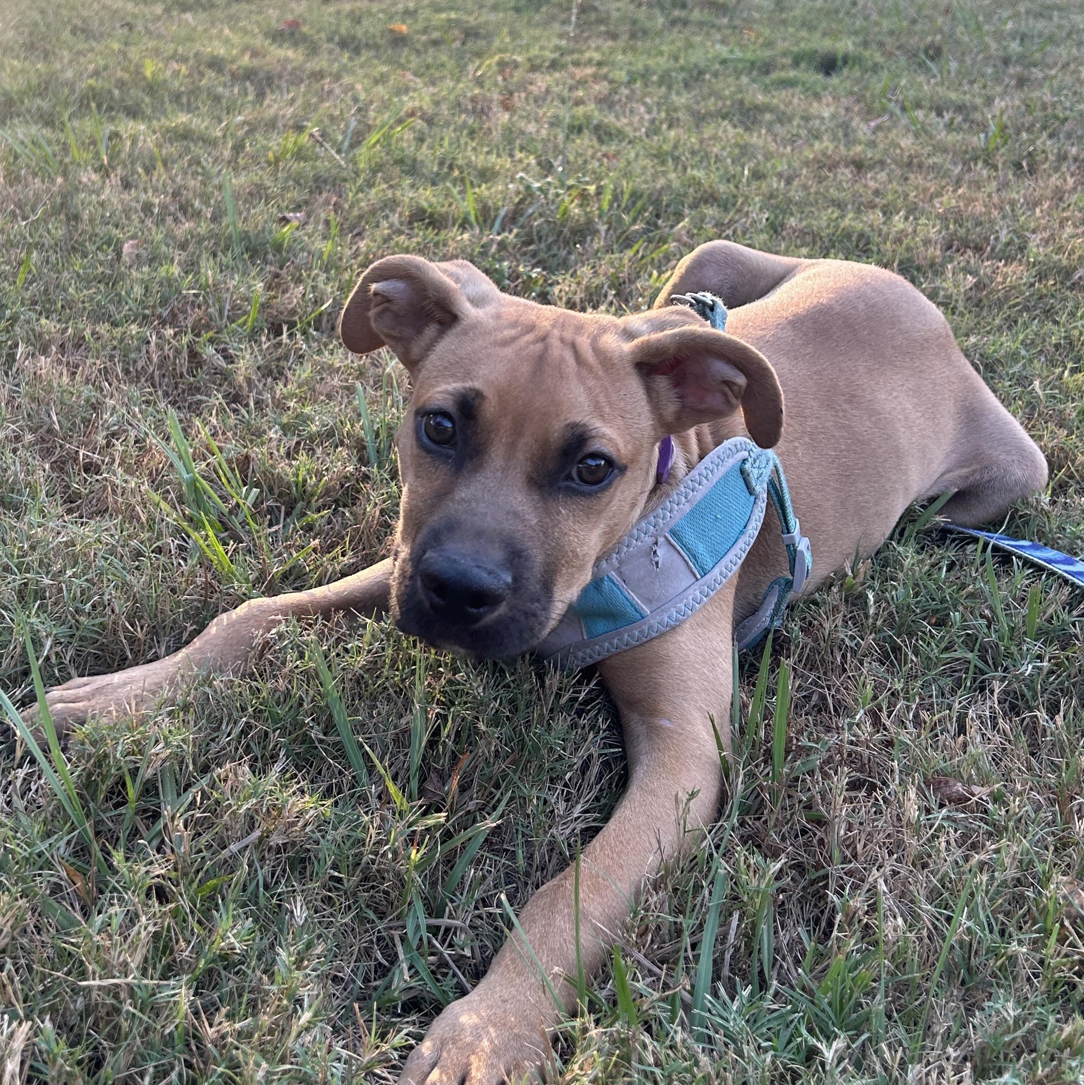 Ranger, a Adoptable Black Mouth Cur in Tallahassee, FL image 5/6
